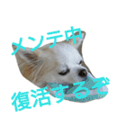 癒し言葉   【犬編】（個別スタンプ：13）