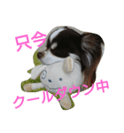 癒し言葉   【犬編】（個別スタンプ：14）
