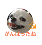 癒し言葉   【犬編】（個別スタンプ：15）