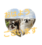 癒し言葉   【犬編】（個別スタンプ：16）