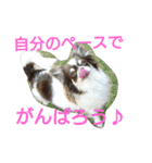 癒し言葉   【犬編】（個別スタンプ：18）