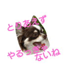 癒し言葉   【犬編】（個別スタンプ：21）