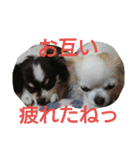 癒し言葉   【犬編】（個別スタンプ：22）