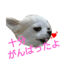 癒し言葉   【犬編】（個別スタンプ：24）