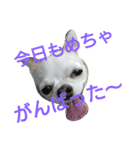 癒し言葉   【犬編】（個別スタンプ：25）