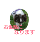 癒し言葉   【犬編】（個別スタンプ：26）