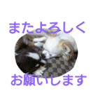 癒し言葉   【犬編】（個別スタンプ：27）