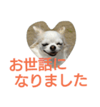 癒し言葉   【犬編】（個別スタンプ：28）