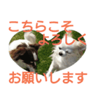 癒し言葉   【犬編】（個別スタンプ：29）