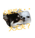 癒し言葉   【犬編】（個別スタンプ：30）