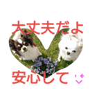 癒し言葉   【犬編】（個別スタンプ：31）