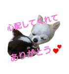 癒し言葉   【犬編】（個別スタンプ：32）