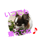 癒し言葉   【犬編】（個別スタンプ：33）