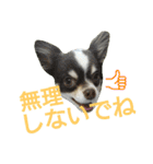 癒し言葉   【犬編】（個別スタンプ：34）