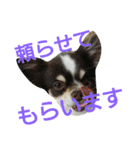 癒し言葉   【犬編】（個別スタンプ：35）