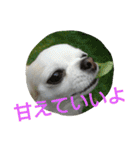 癒し言葉   【犬編】（個別スタンプ：36）