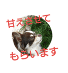 癒し言葉   【犬編】（個別スタンプ：37）