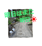 癒し言葉   【犬編】（個別スタンプ：39）
