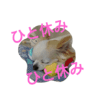癒し言葉   【犬編】（個別スタンプ：40）