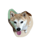 柴犬＆金魚（個別スタンプ：1）