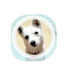 柴犬＆金魚（個別スタンプ：2）