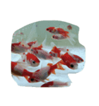 柴犬＆金魚（個別スタンプ：4）
