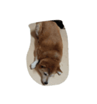 柴犬＆金魚（個別スタンプ：5）