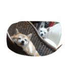 柴犬＆金魚（個別スタンプ：6）