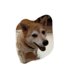 柴犬＆金魚（個別スタンプ：7）