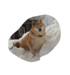 柴犬＆金魚（個別スタンプ：8）