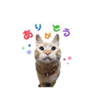 紅葉と雨の猫スタンプ（個別スタンプ：2）
