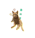 紅葉と雨の猫スタンプ（個別スタンプ：4）