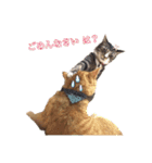 紅葉と雨の猫スタンプ（個別スタンプ：11）