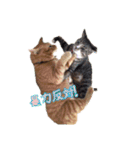 紅葉と雨の猫スタンプ（個別スタンプ：12）
