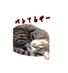 紅葉と雨の猫スタンプ（個別スタンプ：14）