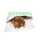 紅葉と雨の猫スタンプ（個別スタンプ：15）