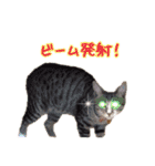 紅葉と雨の猫スタンプ（個別スタンプ：17）