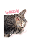 紅葉と雨の猫スタンプ（個別スタンプ：18）