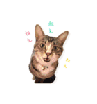 紅葉と雨の猫スタンプ（個別スタンプ：19）