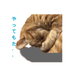 紅葉と雨の猫スタンプ（個別スタンプ：21）