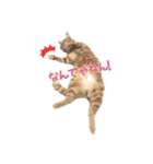 紅葉と雨の猫スタンプ（個別スタンプ：24）