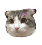 ウチのねこーず（個別スタンプ：1）