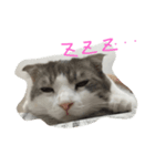 ウチのねこーず（個別スタンプ：2）