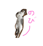 ウチのねこーず（個別スタンプ：3）