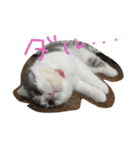 ウチのねこーず（個別スタンプ：4）