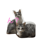 ウチのねこーず（個別スタンプ：5）