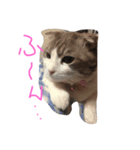 ウチのねこーず（個別スタンプ：6）