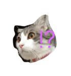 ウチのねこーず（個別スタンプ：7）