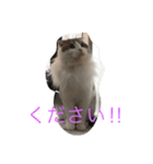 ウチのねこーず（個別スタンプ：8）