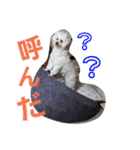 ちーまごず（個別スタンプ：5）